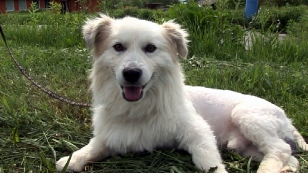 Dvojročný psík si vytrpel viac ako dosť! Takmer na smrť ho dobili neznámi surovci. Zúboženého chlpáča našli nevládne ležať pri ceste neďaleko Sabinova.